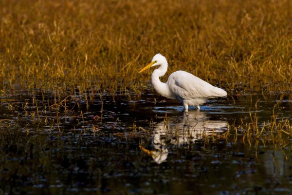 Fish, Wildlife, and Conservation Biology (Ph.D.)